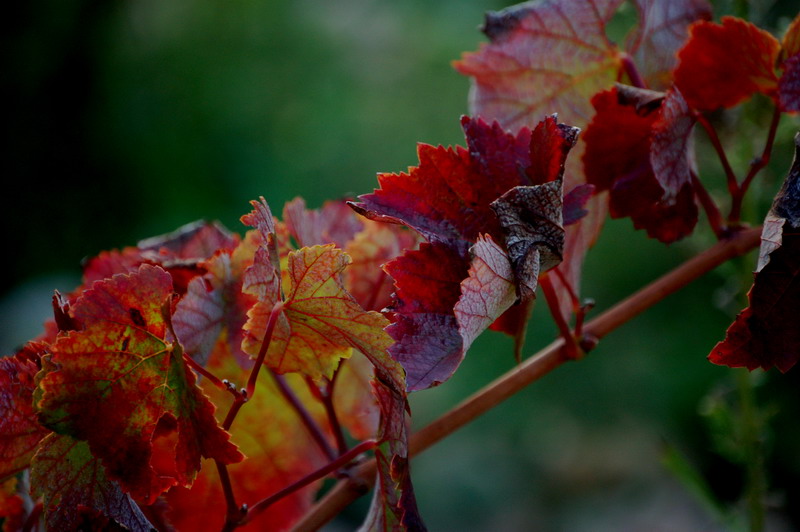 photo "autumn colors" tags: nature, flowers