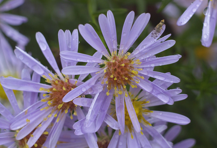 photo "After the rain" tags: nature, macro and close-up, insect