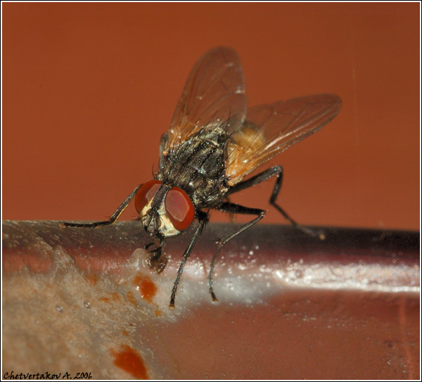 photo "***" tags: macro and close-up, nature, insect