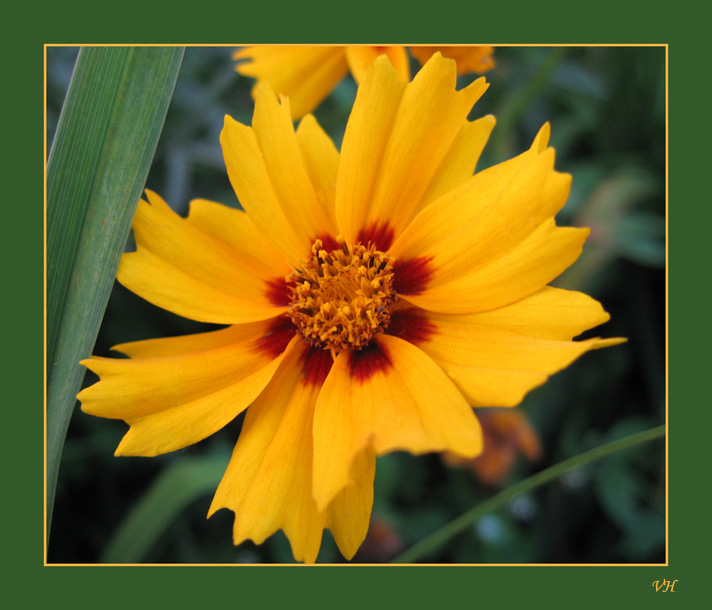 photo "Yellow" tags: nature, macro and close-up, flowers