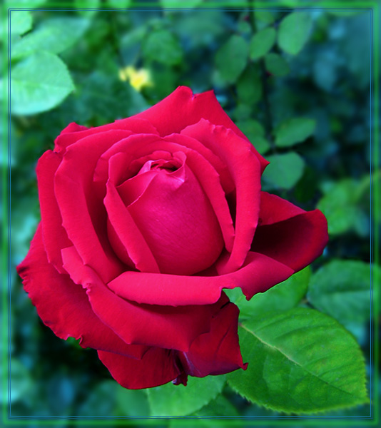 photo "***" tags: nature, flowers