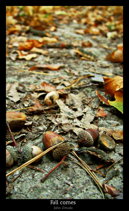 photo "Fall comes" tags: landscape, nature, autumn