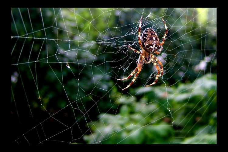 фото "the spider from Lindau" метки: макро и крупный план, природа, насекомое