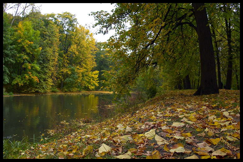 фото "старый пруд" метки: пейзаж, лес, осень