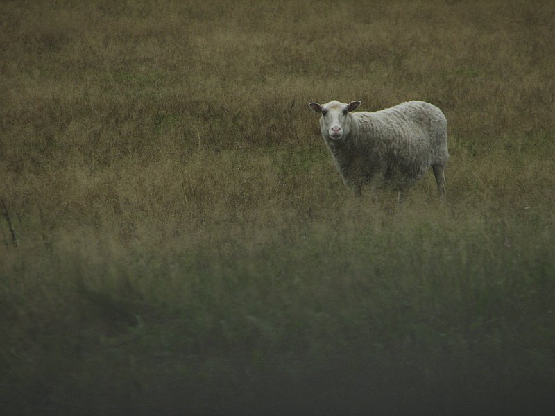 photo "Sheep" tags: nature, landscape, autumn, pets/farm animals