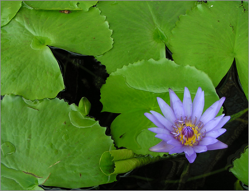 photo "***" tags: nature, flowers