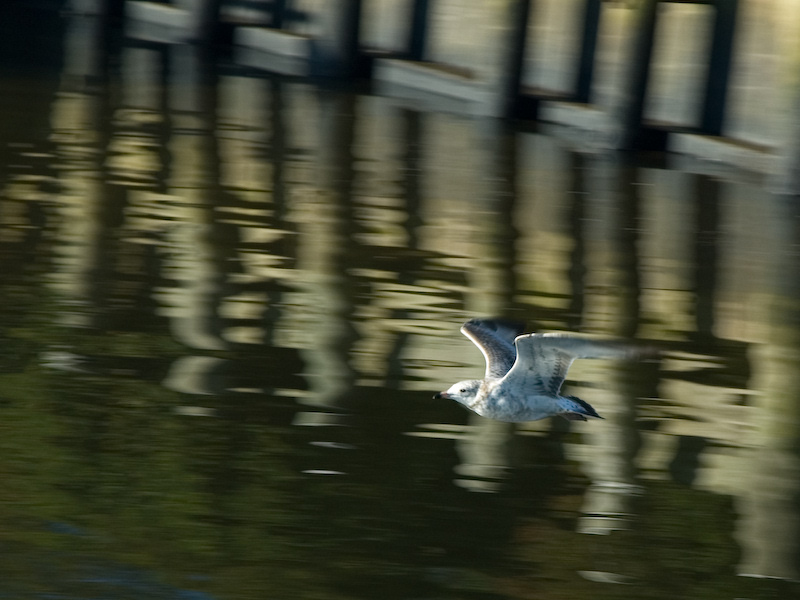 фото "Sea Gull" метки: природа, дикие животные
