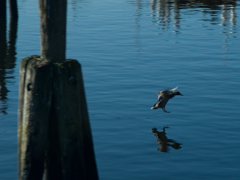 photo "Duck" tags: nature, travel, North America, wild animals