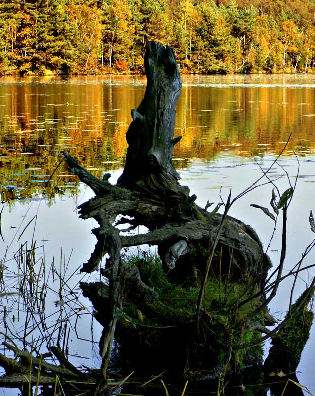 photo "The Monster of Lake" tags: landscape, autumn, water