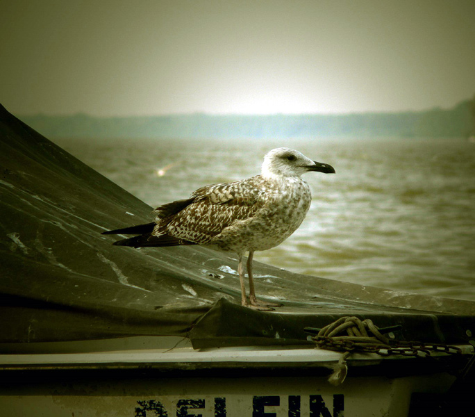 photo "Dunav river gull" tags: nature, wild animals