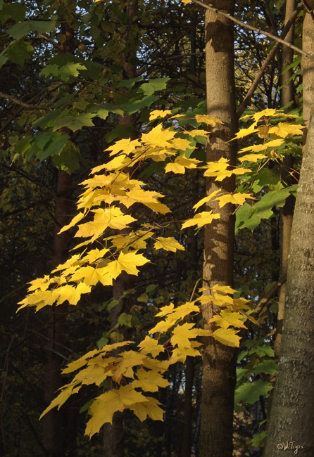 photo "Yellow sheets" tags: landscape, nature, flowers, forest