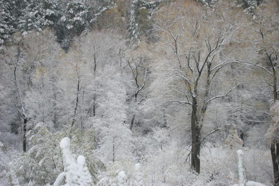 фото "Первый снег" метки: пейзаж, лес