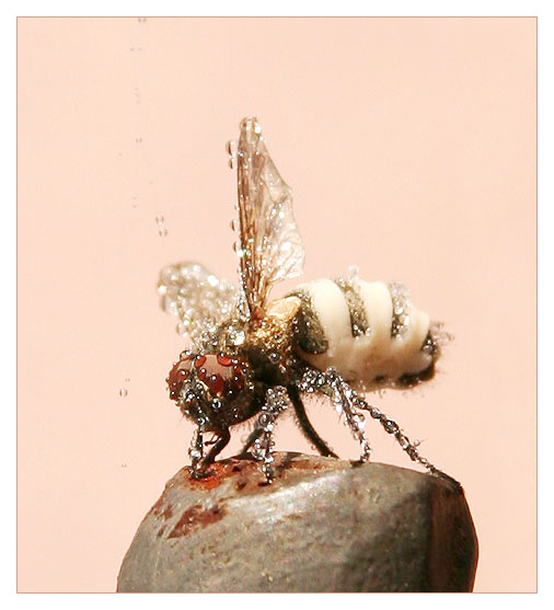 фото "Мокрая муха" метки: природа, макро и крупный план, насекомое