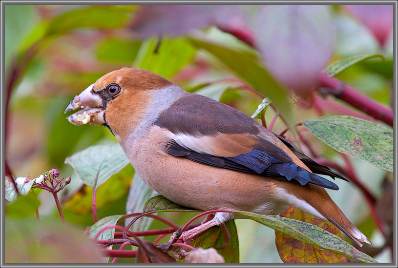 photo "The sloven." tags: nature, wild animals