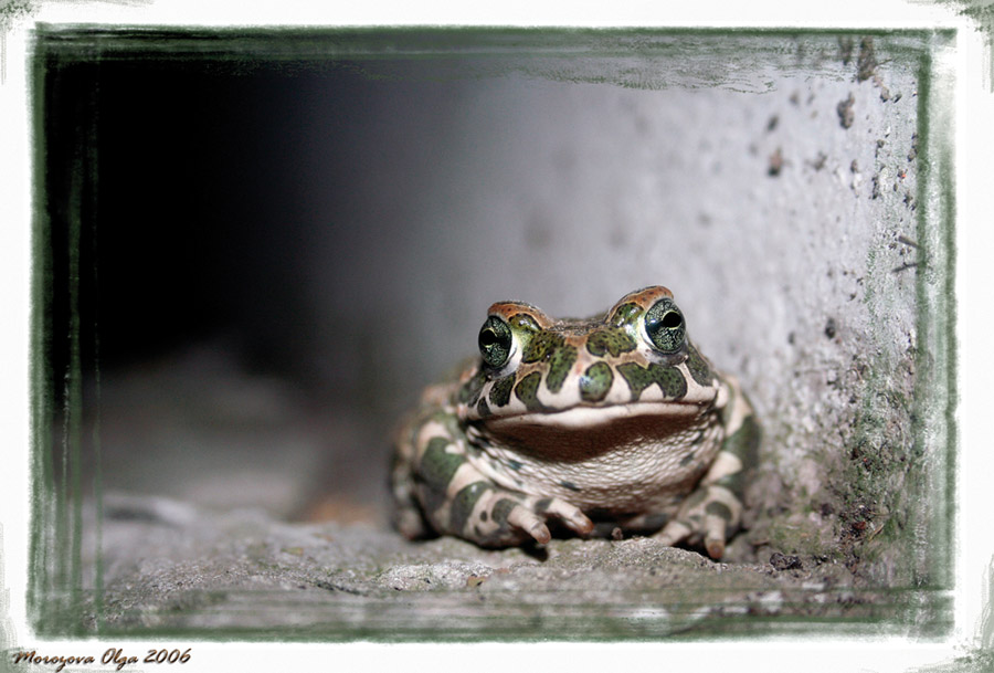 photo "***" tags: nature, macro and close-up, 