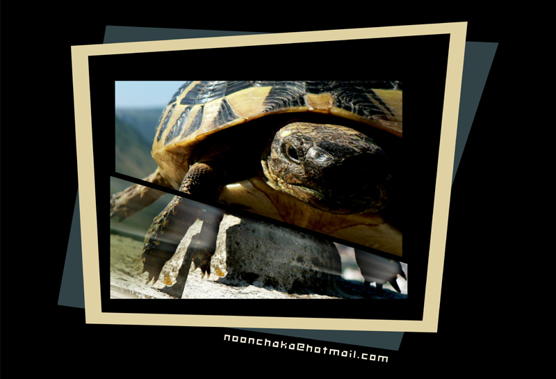 фото "BUSY TURTLE" метки: фотомонтаж, 