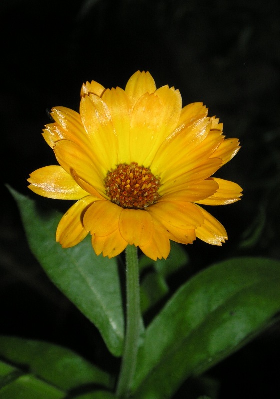 фото "солнышко" метки: природа, макро и крупный план, цветы