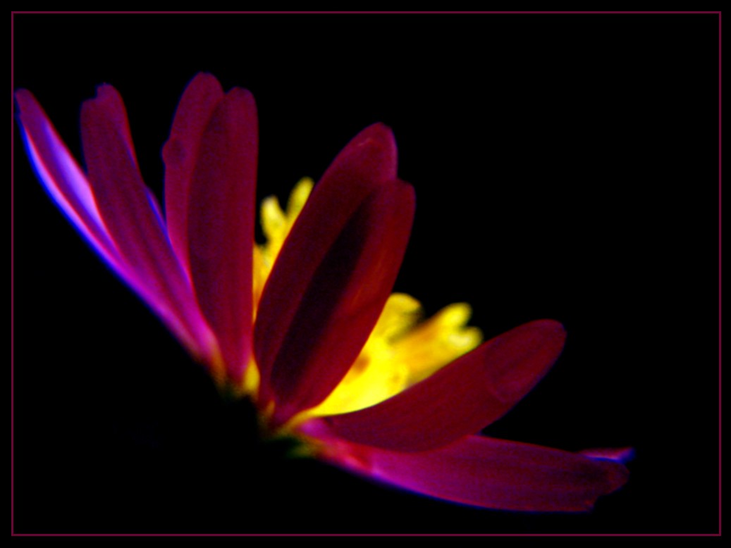 photo "***" tags: macro and close-up, nature, flowers