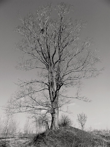 photo "Bell..." tags: nature, black&white, 