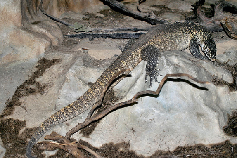 photo "Lisbon Zoo - 08/20" tags: nature, wild animals
