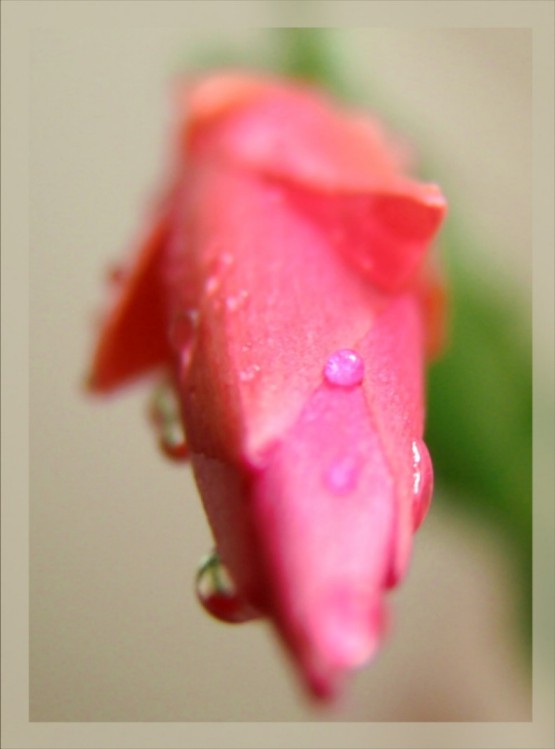 photo "***" tags: macro and close-up, nature, flowers