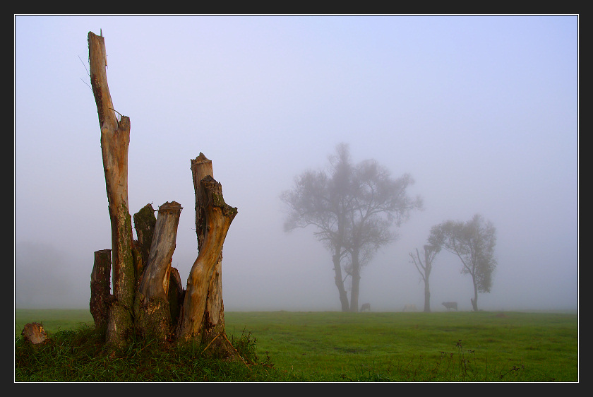 photo "Foggy October morning" tags: landscape, autumn