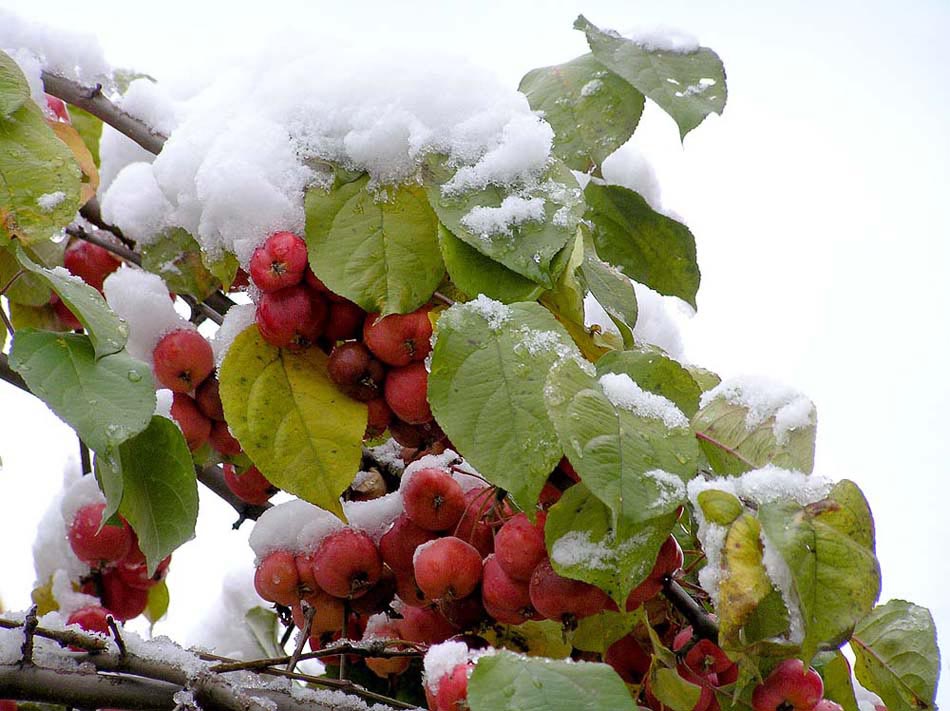 photo "Apples on snow" tags: nature, landscape, autumn, flowers