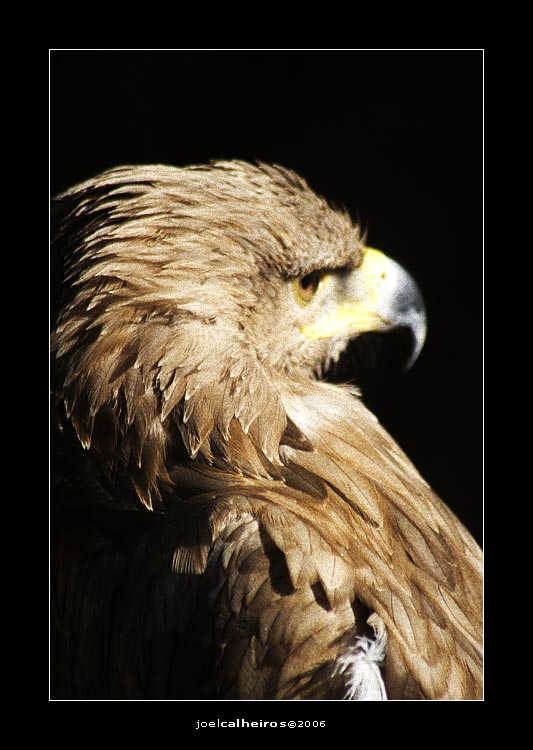 photo "Eagle" tags: nature, wild animals
