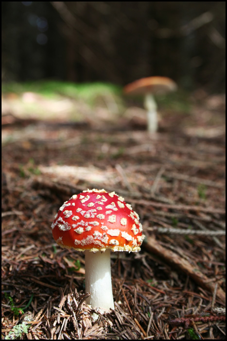 photo "Mushrooms" tags: nature, flowers