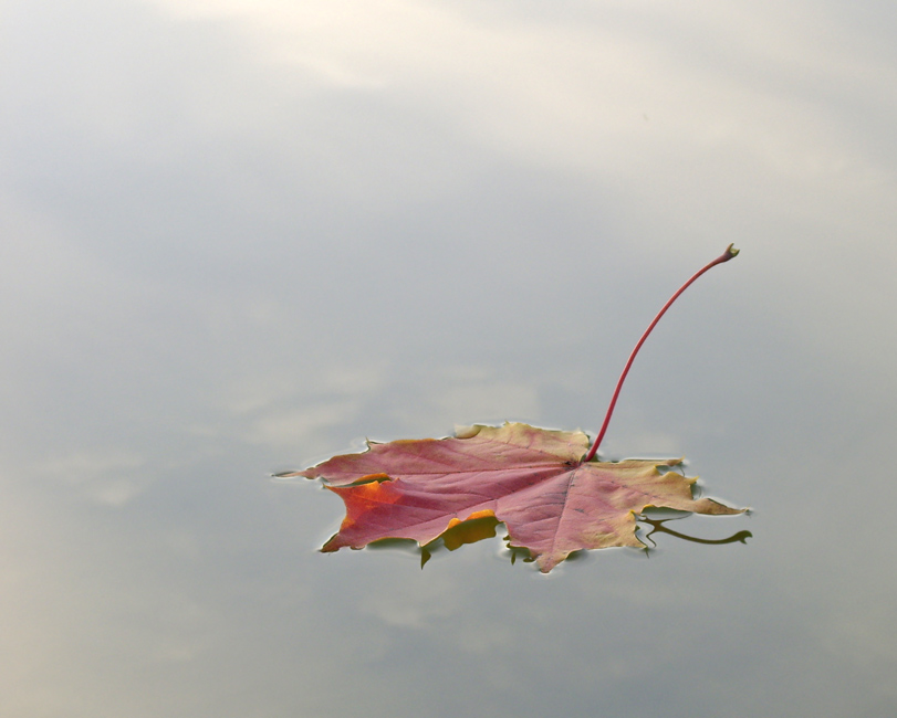 photo "Flight on water" tags: still life, nature, flowers