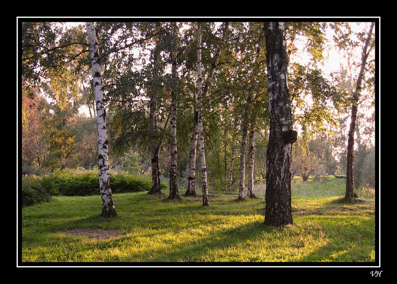 фото "Последние лучики солнца" метки: пейзаж, лес, осень