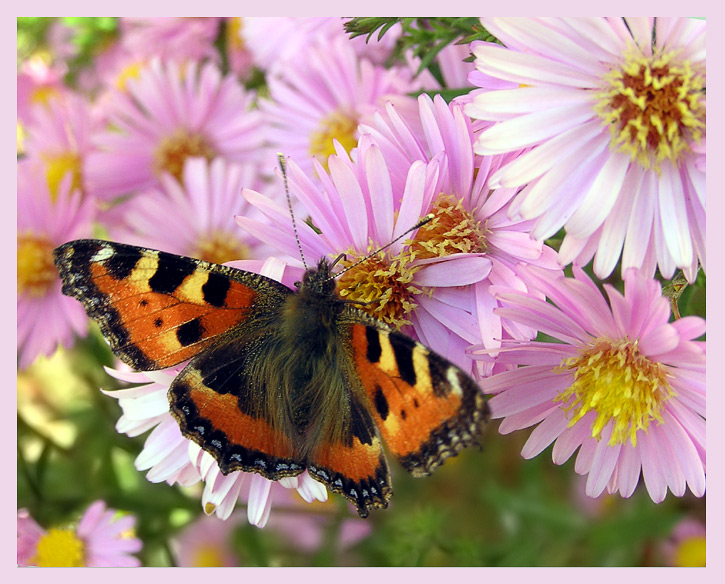 photo "* * *" tags: nature, macro and close-up, insect