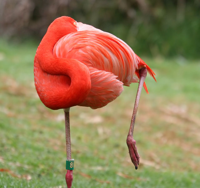 photo "Pink flamingo dreams" tags: nature, wild animals
