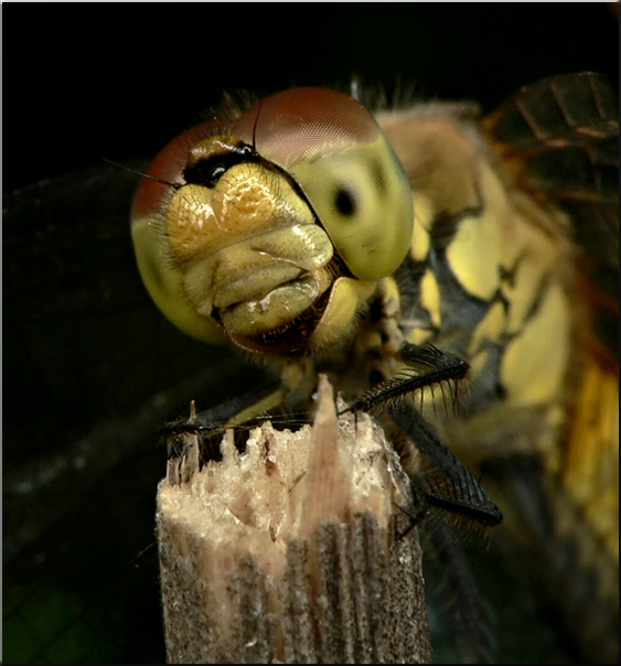 photo "***" tags: macro and close-up, nature, insect