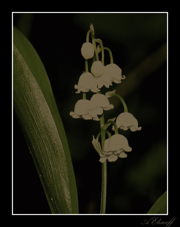 photo "***" tags: nature, flowers