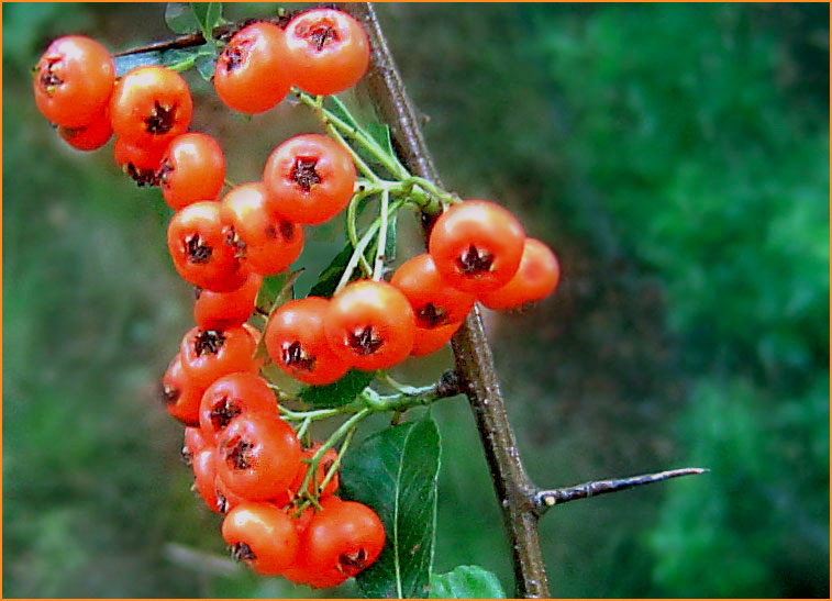 photo "Red-Dots" tags: macro and close-up, 