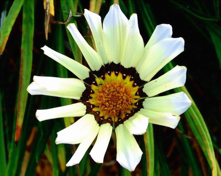 photo "Litle Flower" tags: nature, macro and close-up, flowers