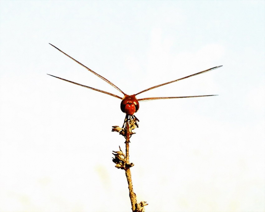 photo "Red Lips" tags: nature, macro and close-up, insect