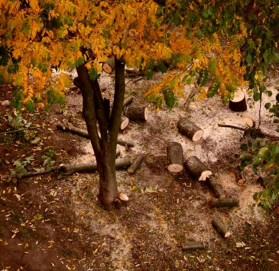 фото "Живое и Мёртвое" метки: пейзаж, разное, осень