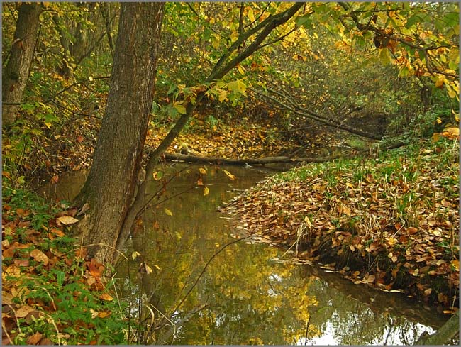 photo "Whild river" tags: landscape, forest, water