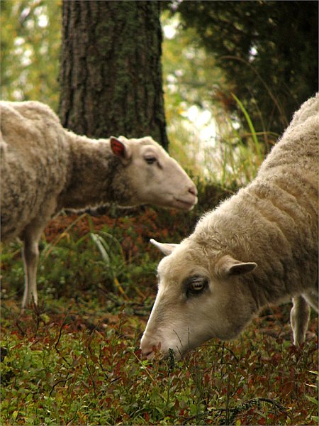 photo "'In the forest'" tags: nature, pets/farm animals