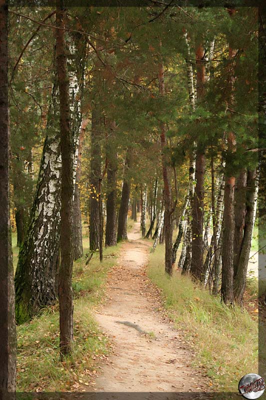 photo "Forest road." tags: landscape, autumn, forest