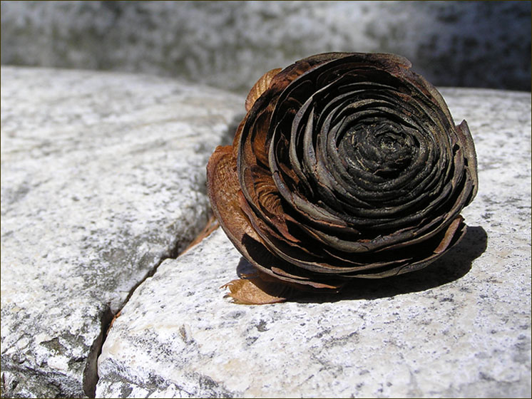 photo "Not a rose." tags: nature, abstract, 