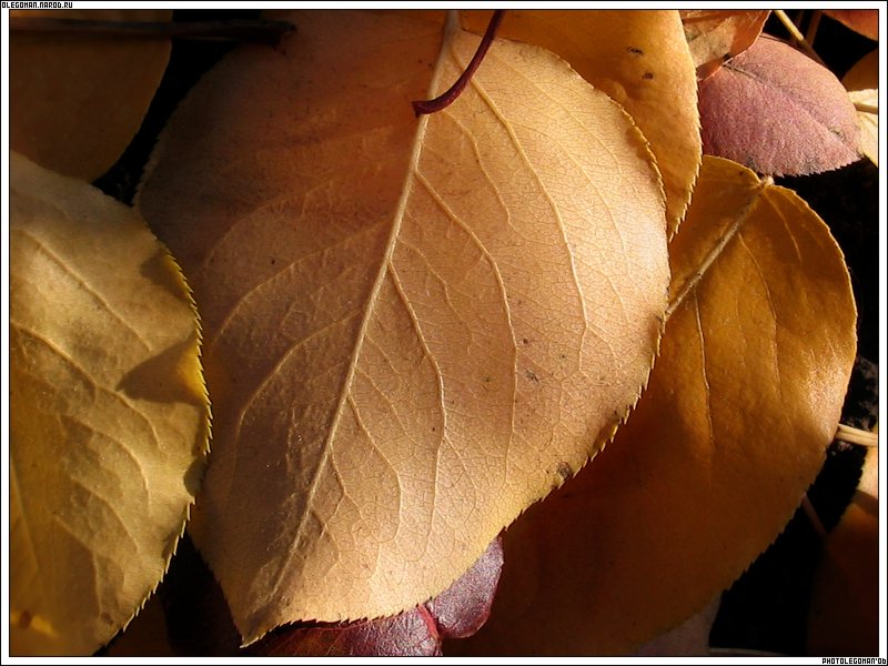photo "Autumn Vein" tags: landscape, autumn