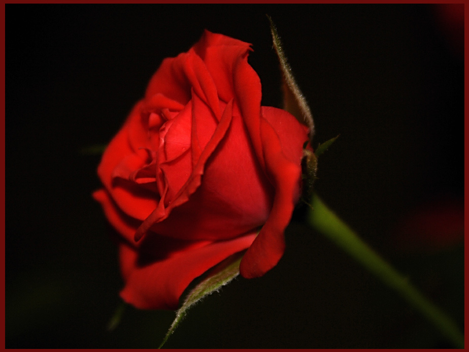фото "красная роза**" метки: макро и крупный план, природа, цветы