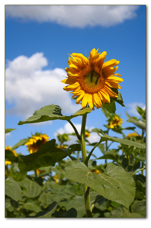 photo "smile" tags: nature, flowers