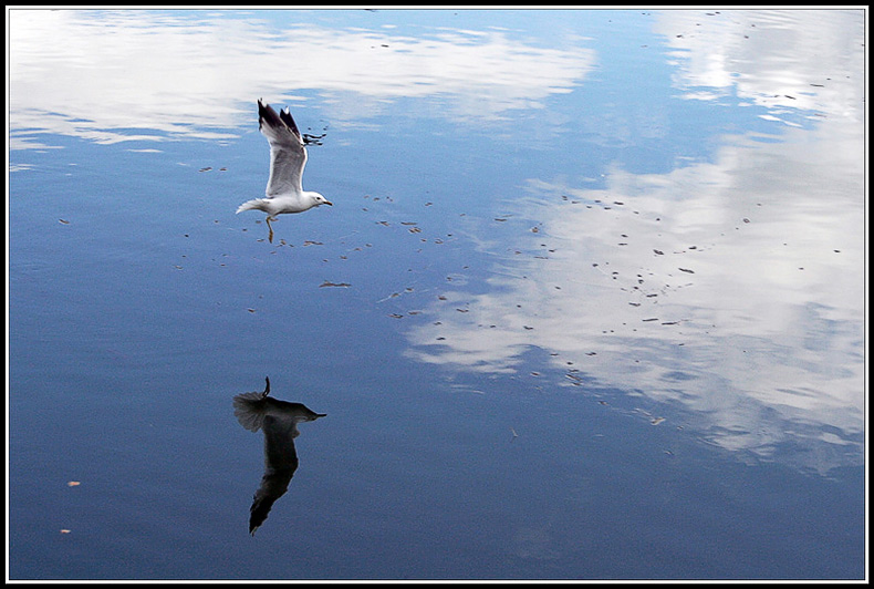 photo "***" tags: landscape, nature, water, wild animals