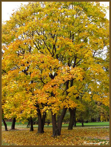 photo "***" tags: landscape, autumn, forest