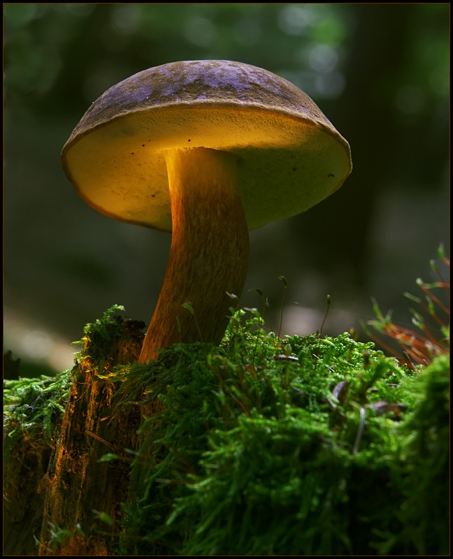 photo "Cloche" tags: nature, macro and close-up, 
