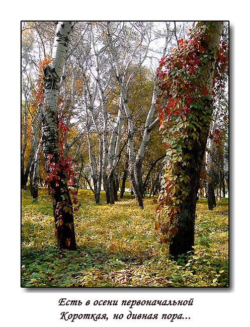 фото "Есть в осени первоначальной..." метки: пейзаж, осень